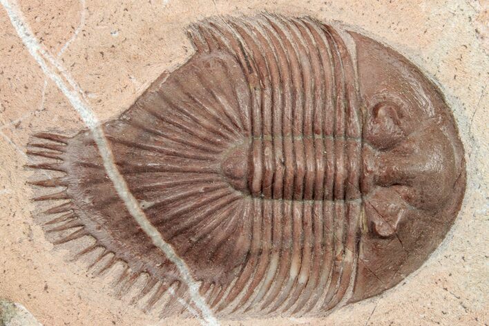 Red Thysanopeltella Trilobite With Bite Mark - Jorf, Morocco #254756